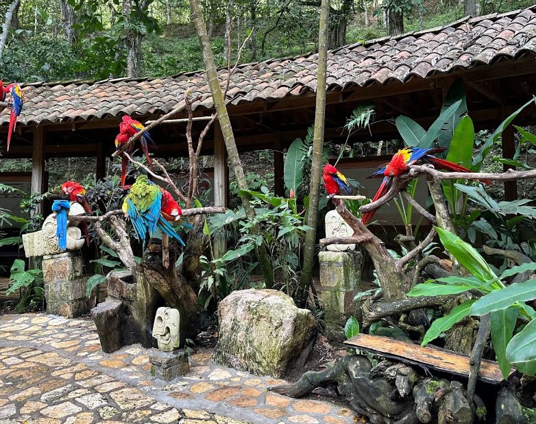 Macaw Mountain Bird Park, Near Copán Ruinas, Honduras
